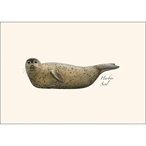 Image of Earth Sky + Water - Harbor Seal Notecard Set - 8 Blank Cards with Envelopes