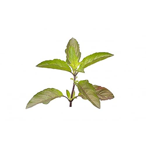 Fresh Tulsi Leaves, 50g