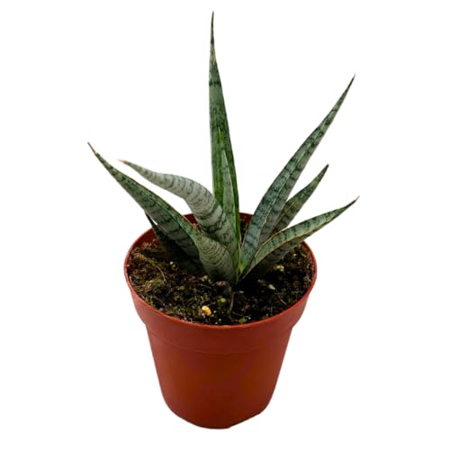 BubbleBlooms Sansevieria Icicle 4 inch Rare Snake Plant