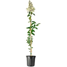 Crape Myrtle Natchez Plant | 2 Large Trade Gallon Size Pots | Lagerstroemia Indica | Ornamental Garden Flowering Tree | White Blooms