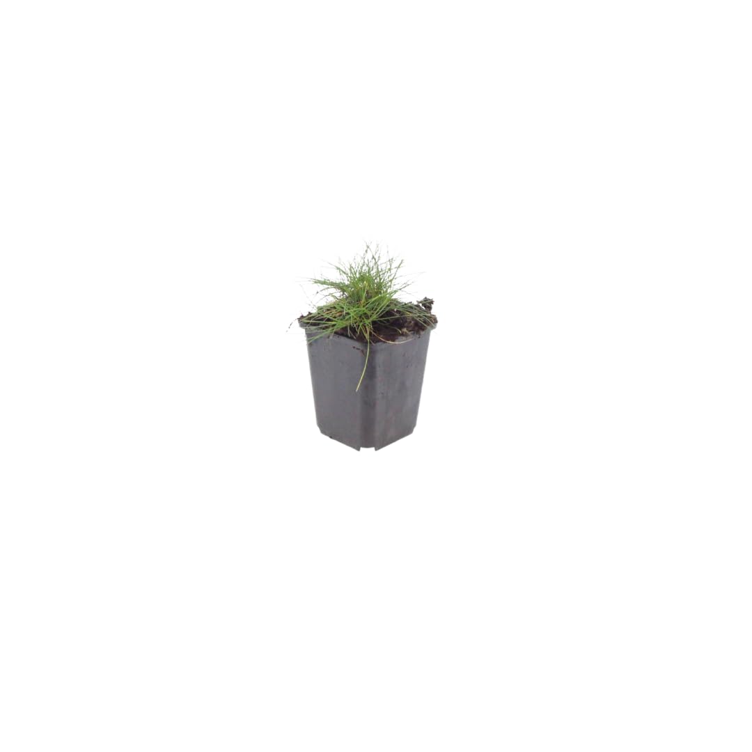 Festuca gautieri Kostrzewa ozdobna, 24 rośliny, Ø 9 cm, wysokość 10-25 cm, zimozielona trawa ozdobna – łatwa w pielęgnacji i przyjazna dla wysuszenia, do grządek i ogrodu skalnego