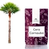 carnauba Cera de carnauba (T1)