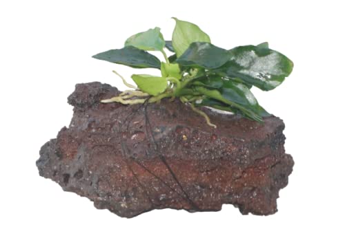 Maalavya Live Aquarium Aquatic Plant (Anubias Nana Long Wavy On Lava Rock) 3 to 5 Leaves (B09R7S4GR9) Amazon Price History, Amazon Price Tracker