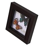 Options de placement flexibles : conçu pour une grande polyvalence, ce cadre peut être exposé sur diverses surfaces telles que des tables, des étagères et des bureaux, s’adaptant ainsi à vos besoins de décoration. vitrine pour insectes, décoration murale