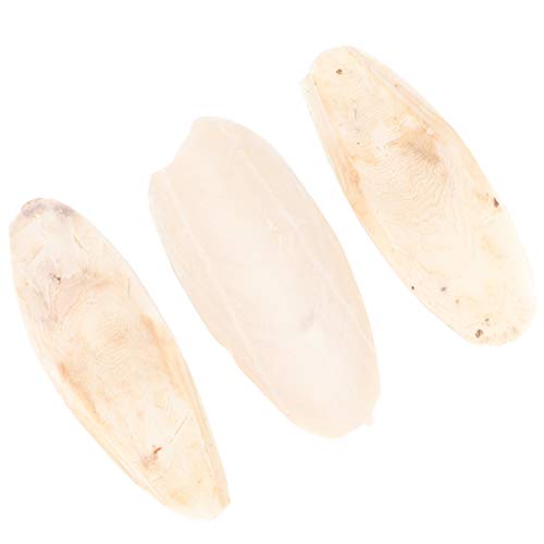 Os de seiche authentique Scicalife de 8 à 12 cm pour calopsittes - 2
