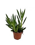 piante grasse pendenti fiorite Normale Pianta Grassa Senecio Serpens
