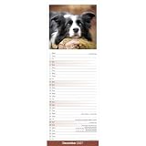 Avonside Border Collie 2027 Wąski Kalendarz z Naklejkami Organizacyjnymi, 12-miesięczny Planer Ścienny (Sty-Gru 2027), Dom, Biuro lub Kuchnia dla Miłośnicy Psów, 15 x 42 cm