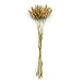 Hund und günstig Kaufen-Hundeschwanzgras 60pcs – Trockenblume für Vase, Pampasgras Deko, langlebiges Ziergras für Trockenblumenstrauß, pflegeleichtes, getrocknetes Gras für Zuhause, Büro oder Hochzeit