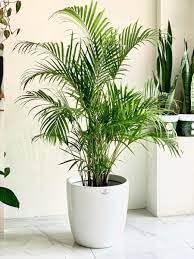 Air purifying plants indoor Natural Live A Big Size "Areca Palm" Tree (Pack of 1 With pot) || For Home Garden Tree Outdo