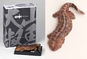 【未開封】大山椒魚幼体フィギュア【京都水族館】 Amazon.co.jp: 海洋 堂 京都水族館限定フィギュア オオ