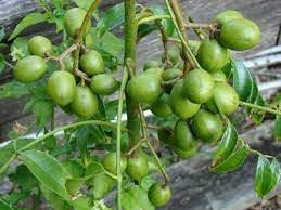 VENUS-ONLINE Rare Indian Hog Plum Local Ambazham Fruit One Live Plant Very Tasty, also Good for making pickles. (B0CGVVCXFB) Amazon Price History, Amazon Price Tracker