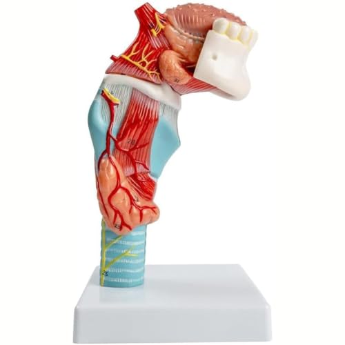 Modèle anatomique du cou : Modèle de larynx humain détachable en 5 parties comprenant la langue, les dents, la glande thyroïde et le squelette du larynx. A