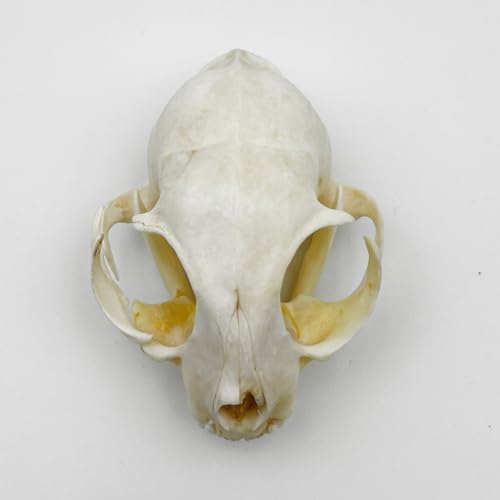 Image of Real Animal Bone Specimen Natural Taxidermy Feline Skull for Science Collection