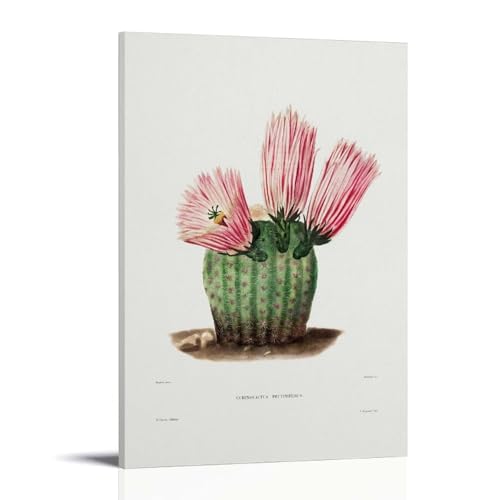 Rainbow Cactus by Charles Antoine Lemaire�A�[�g���[�N�{�[�h�A�E�H�[���X�e�b�J�[�A�C���e���A�f�U�C���|�X�^�[�A�����◾�̑����A�V�z�j���̃M�t�g�B 16x24inch(40x60cm) Frame-style