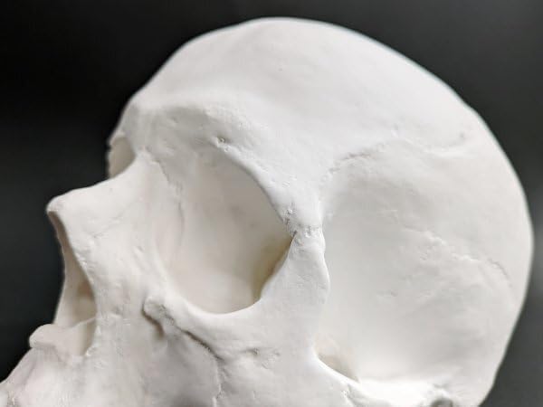 石膏像 彫刻 オブジェ 頭蓋骨 ドクロ スカル デッサン 置物 インテリア 美術品