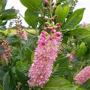 Ruby Spice Clethra Pixies Gardens
