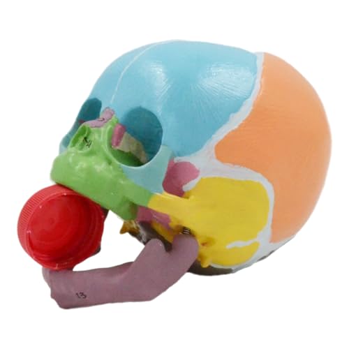 Image of Life Size Baby Head Skeleton Model, Number Coded Anatomical Baby Head Skull Model for Diseases Study, Lecture Report