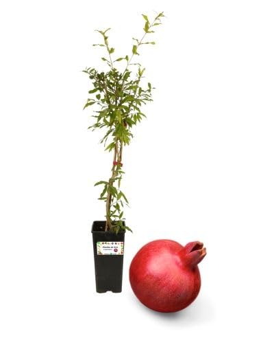NO OGM, ALTA QUALITÀ: Per le nostre giovani piante da orto utilizziamo esclusivamente semi selezionati e rigorosamente non OGM. Offriamo varietà tradizionali e rustiche, spesso trascurate dall’agricoltura moderna che privilegia l’aspetto estetico rispetto al gusto e al sapore.