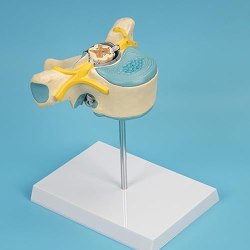 Modèle Thoracic Spine & Cord interactif pour dynamiser vos cours d'anatomie et présentations - 2