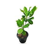 Jackfruit Artocarpus Heterophyllus Jack Live Fruit Tree (1-2ft) jaca,yaca Plant