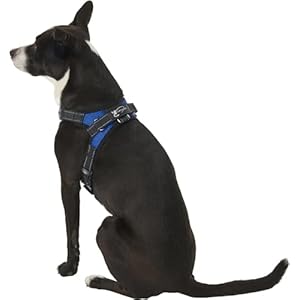 No-Pull-Reflective-Adjustable-Dog-Harness-With-Handle-Comfortable-Soft-All-Weather-Mesh-Easy-On-Puppy-Harness-For-Small-Medium-and-Large-Dogs-Blue-Small - Cucciolini Doodles   No-Pull-Reflective-Adjustable-Dog-Harness-With-Handle-Comfortable-Soft-All-Weather-Mesh-Easy-On-Puppy-Harness-For-Small-Medium-and-Large-Dogs-Blue-Small