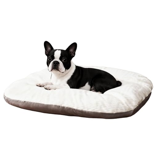 Lifetips {XgeAiBoston Terrierj ybgxbh  L \t@ NbV 􂦂Jo[ h  ӂӂ 傫 I[V[Y ~ y ϋv ᔽ ʋC  R hL h_j ې OȒP