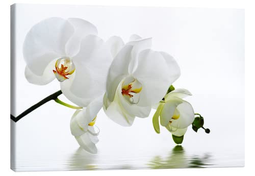 Posterlounge Orquídea con Reflejo en el Agua IV Lienzo de Atteloi Cuadros decoración para Cualquier habitación 30 x 20 cm Orquídeas Decoración Pared Cover