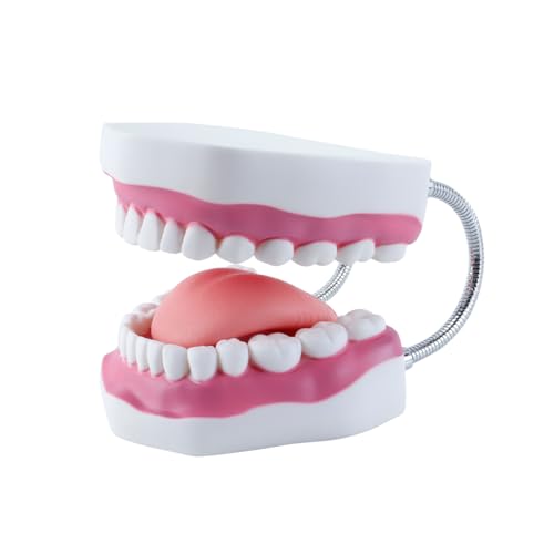 Orivin 6-mal größeres Zahnmodell mit beweglicher Zunge, biegbarem Ständer, realistischen Farben für die zahnmedizinische Ausbildung, praktische Behandlung