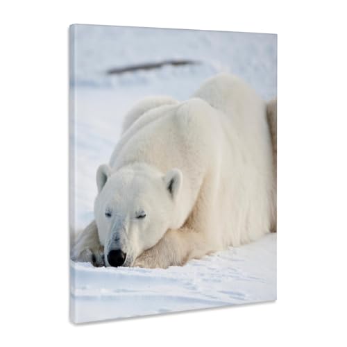 3dRose Polar Bear in winter, Churchill Wildlife Area, Churchill, MB, Canada. Museum Grade Canvas Wrap 8x10