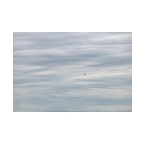 Trademark Fine Art 'Seagull Against A Wavy Cloudscape' Canvas Art by Kurt Shaffer Photographs