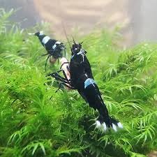 SF Aquatic™ 10 Black King Kong Caridina Taiwanese Bee Live Freshwater Shrimps for Aquarium. Juvenile Shrimps Size 1/2 inch. Live Arrival Guarantee.