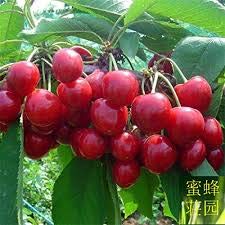 Portal Cool Cherry Tree Seeds Peach Wedge Jing Tao Ciliegia Rossa Alberi da frutto Circa 20 Semi Kk