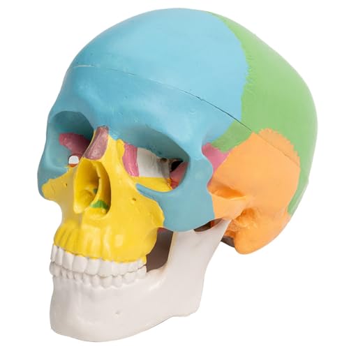 Modèle de crâne de couleur anatomique pour réviser à la maison