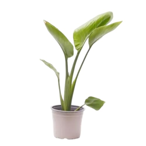 Verdecora Ave del Paraíso Flor Blanca en maceta Ø13cm | Strelitzia nicolai | Planta Natural de Interior | Hojas Exóticas y Floración Elegante | Ideal para Decoración de Hogar y Oficina