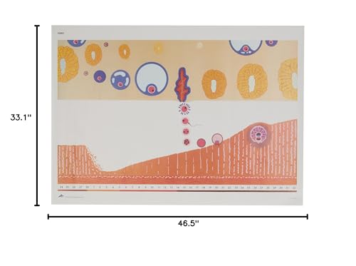 Image of 3B Scientific V2065U Menstrual Cycle and Ovum implantation Chart, without Wooden Rods, Oversize Poster, 33.1 inch Width x 46.5 inch Height