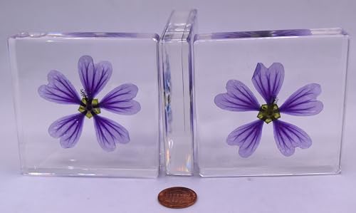 Image of 2.9 inch Real Purple Common Mallow Malva Sylvestris Flower in Crystal Clear Lucite Resin Paperweight Specimen Botanist Herb Herbarium Crafts Collection for Botany Science Education & Desk Ornament Display