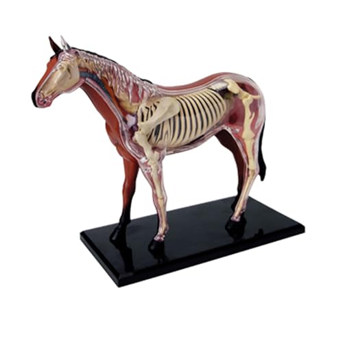 Soreci 20972 4D Horse Anatomy Model - Animal Skeleton Specimen cover