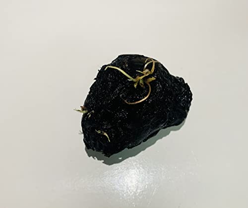 image for Marcus Fish Tanks - Tiger Lotus Lily Nymphaea Lotus - Live Aquarium Pl