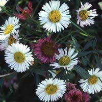 Potseed - Erigeron karvinskianus Seeds Cover