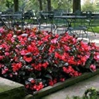 Begonia Wax Red Flower Seeds (Begonia Semperflorens Red) 200+Seeds (100+)