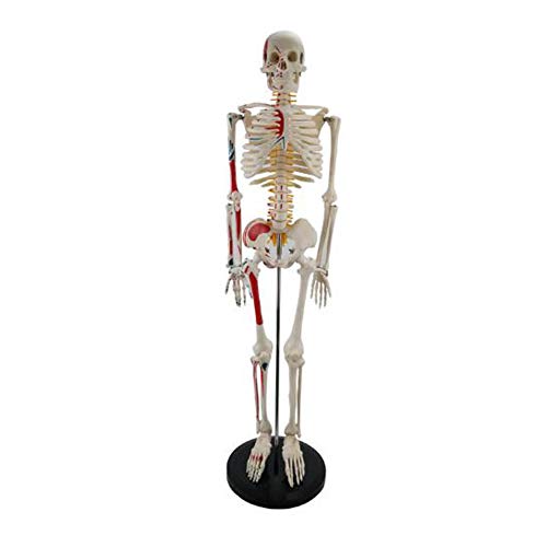 Squelette anatomique 85 cm AMITD à membres articulés et nerfs spinaux