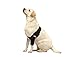 NeoAlly Dog Elbow Brace Protector Pads for Canine Elbow and Shoulder Support Elbow Hygroma, Dysplasia, Osteoarthritis, Elbow Calluses, Pressure Sores and Shoulder Dislocation (Right Leg, Medium)