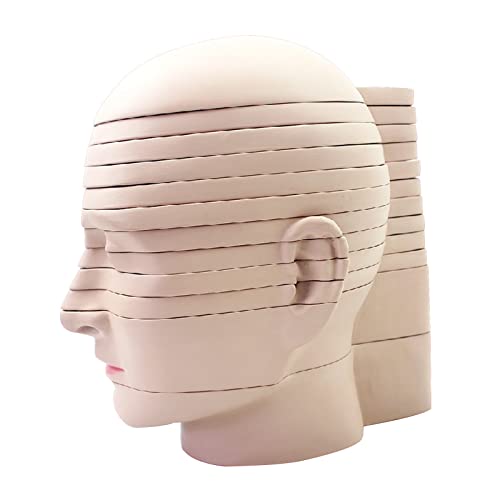 NICHOY 12PCS Human Head and Brain Cross-Section Model Brain Model with Slice Horizontal Section Clear Anatomy Logo Human Body Model Removable Anatomy Model(Color:A,Size:10in)