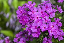 morceau de graines de fleurs de phlox de couleur violette paquet de 100 graines