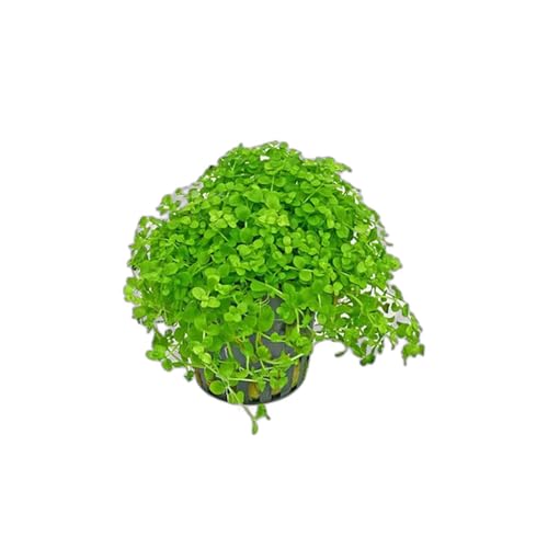 Canton Aquatics Monte Carlo (Micranthemum)