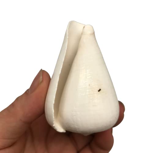 اصداف كبيرة ومتنوعة من صدف البحر بيبرلونلي لون ابيض 16 اونصة تقريبًا. مجموعة بحر أثر 25 قطعة بحجم 2 بوصة ~3 اي بي ار اكس