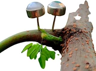 Moonstone Stud Earrings, Blue Flash Earrings, Round Stone Stud, June Birthstone Stud, Post Stud, Statement Stud, Daily Wear Stud, Boho Stud Earrings, Christmas Gifts, Moonstone Jewelry