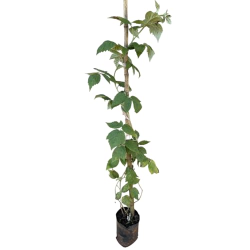 Muda De Framboesa Vermelha Com 1 Metro - Já Produzindo