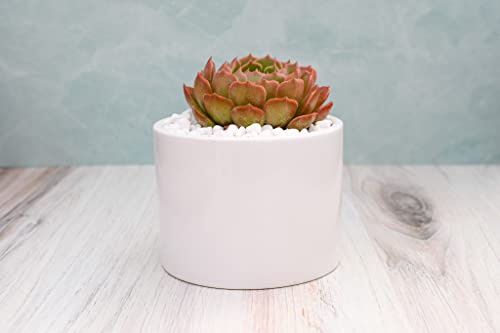 Live Echeveria Succulent Plant – Fully Rooted 4-Inch Echeveria Succulent (Echeveria Brown Rose) #TOP3