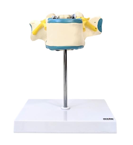 Axis Scientific Enlarged Thoracic Vertebra with Spinal Cord and Nerves - Perfect for Students, Teachers, Chiropractors, Physical Therapists, Patient Consultation - Includes Full Color Study Guide